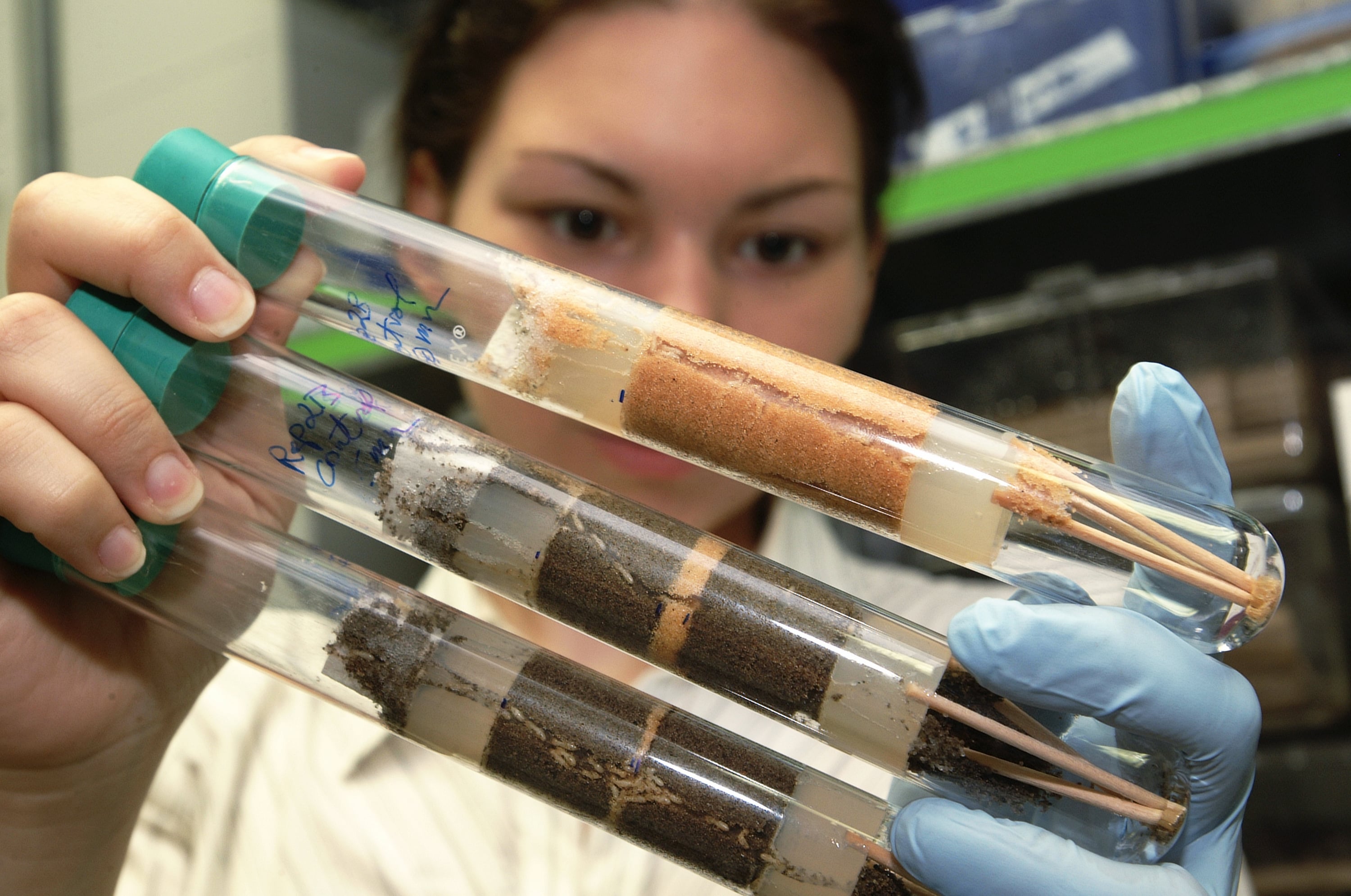Picture of a scientist looking at test tubes