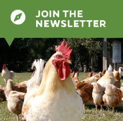 Join the Newsletter button with picture of a rooster