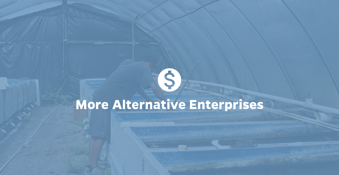 More Alternative Enterprises 