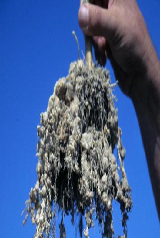 picture of nematodes